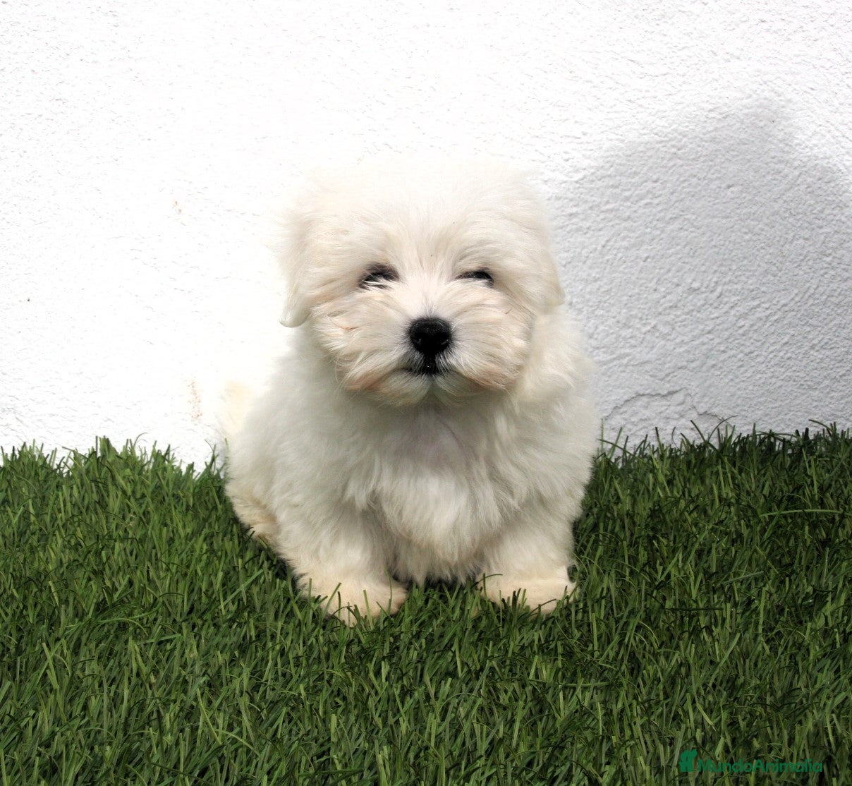 Bichón Maltés perros en venta: Bichon Maltes  - Anuncio 16