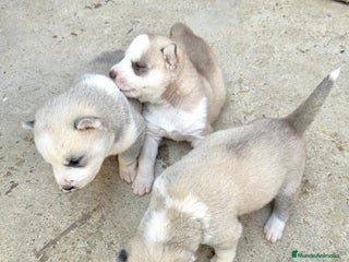 Husky Siberiano perros - Anuncio 20