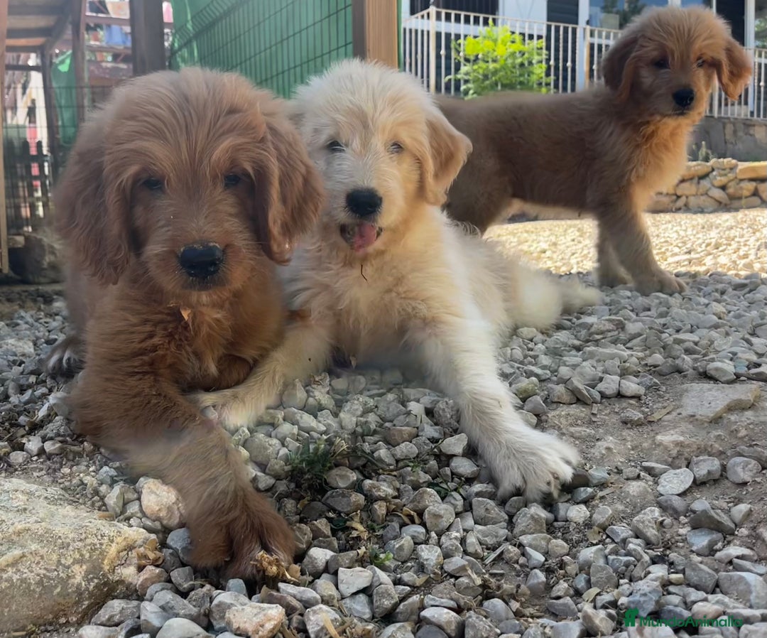 Goldendoodle perros en venta: Goldendoodle  - Imagen 4