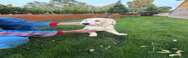 Labrador Retriever 1