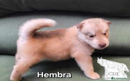 Husky Siberiano perros en venta: Precios husky siberianos - Imagen 6
