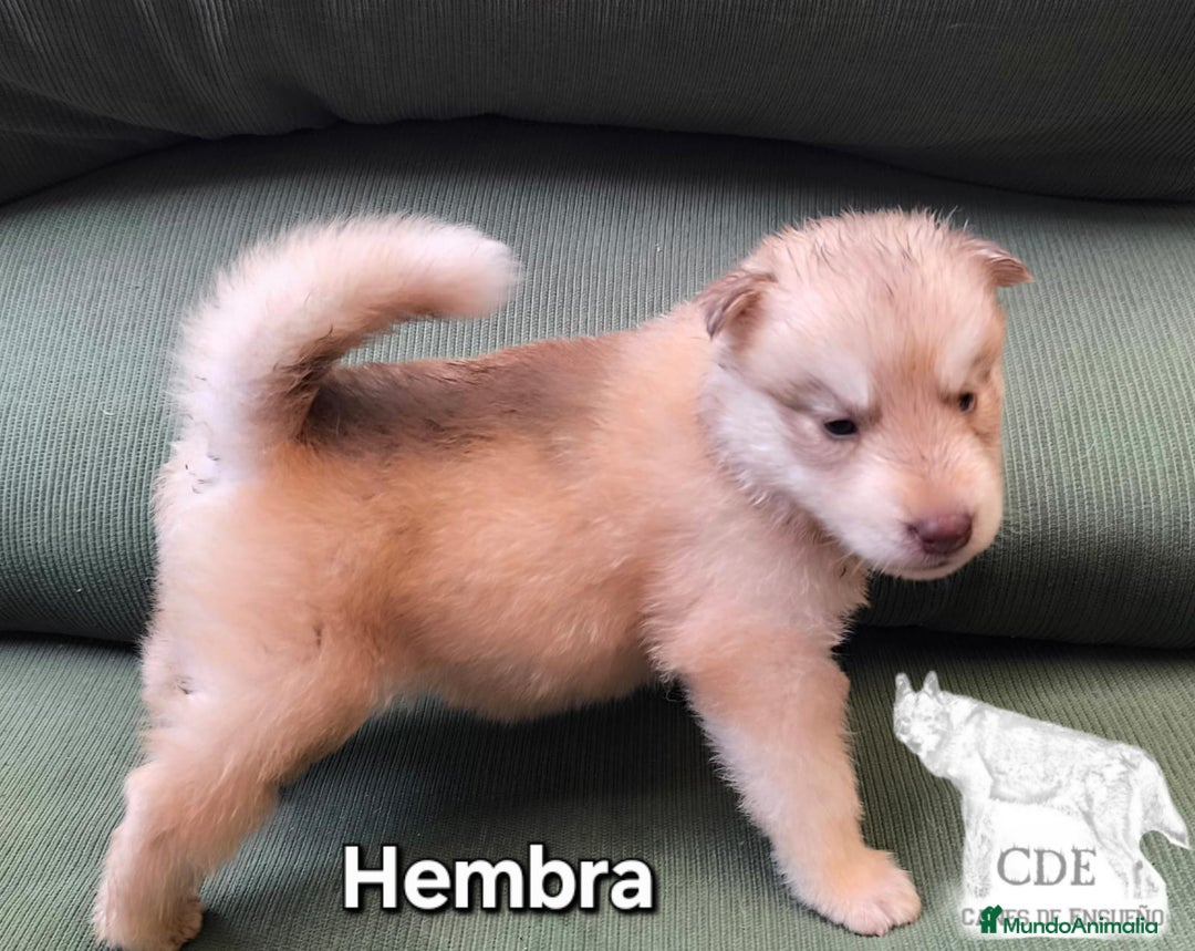Husky Siberiano perros en venta: Precios husky siberianos - Imagen 6