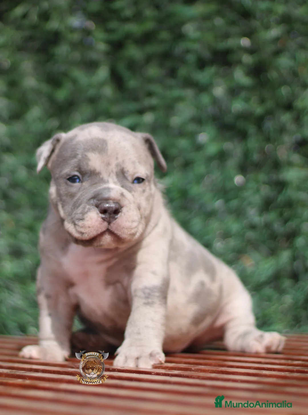 American Bully perros en venta: AMERICAN BULLY ( CAMADAS EN OFERTA Y BUEN PRECIO ) en Sevilla - Anuncio 2