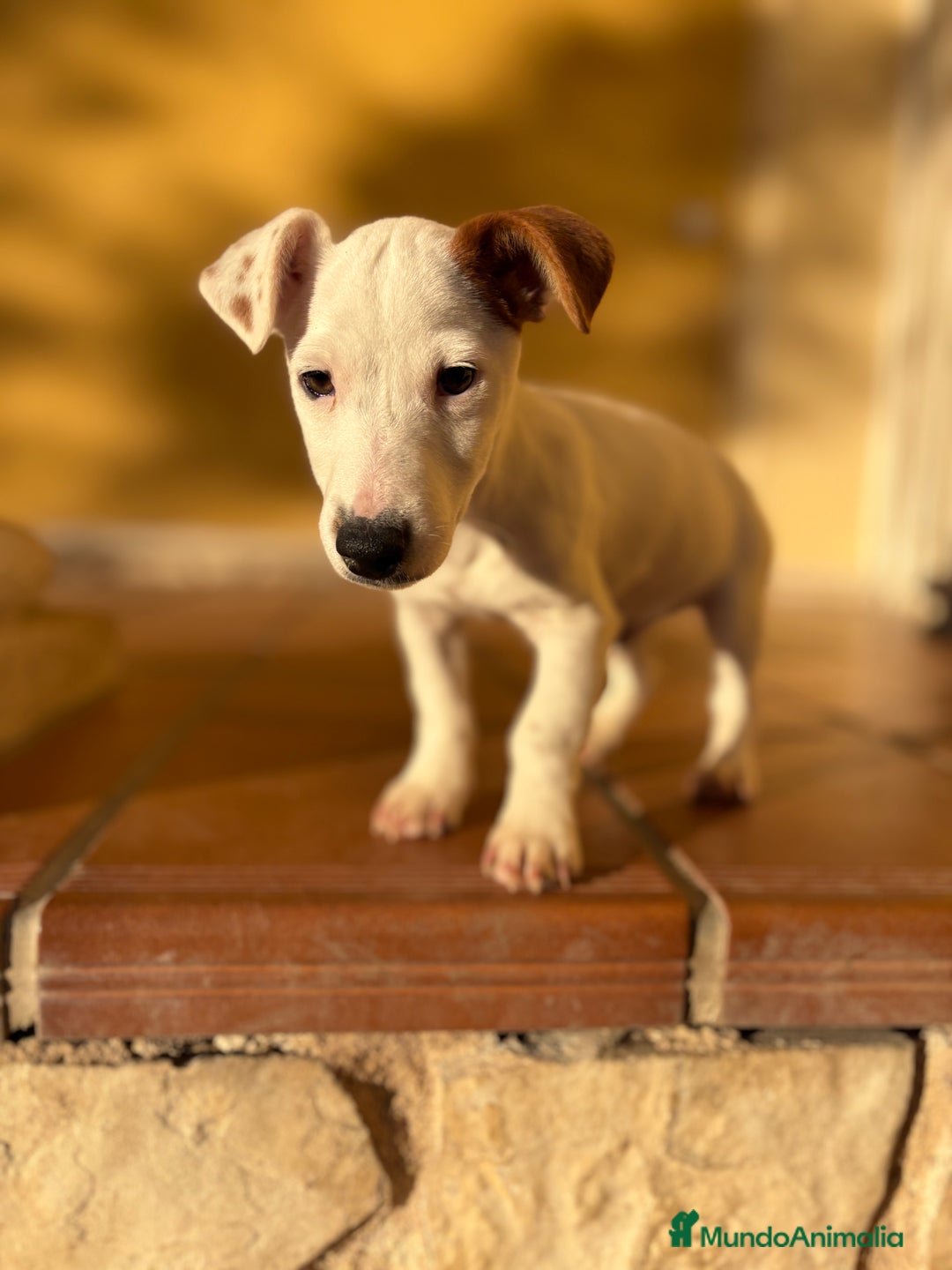 Jack Russell Terrier perros en venta: Cachorro macho de Jack Russell  - Anuncio 10