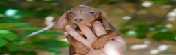 Teckel Miniatura perros en venta: Teckel Miniatura  - Anuncio 2