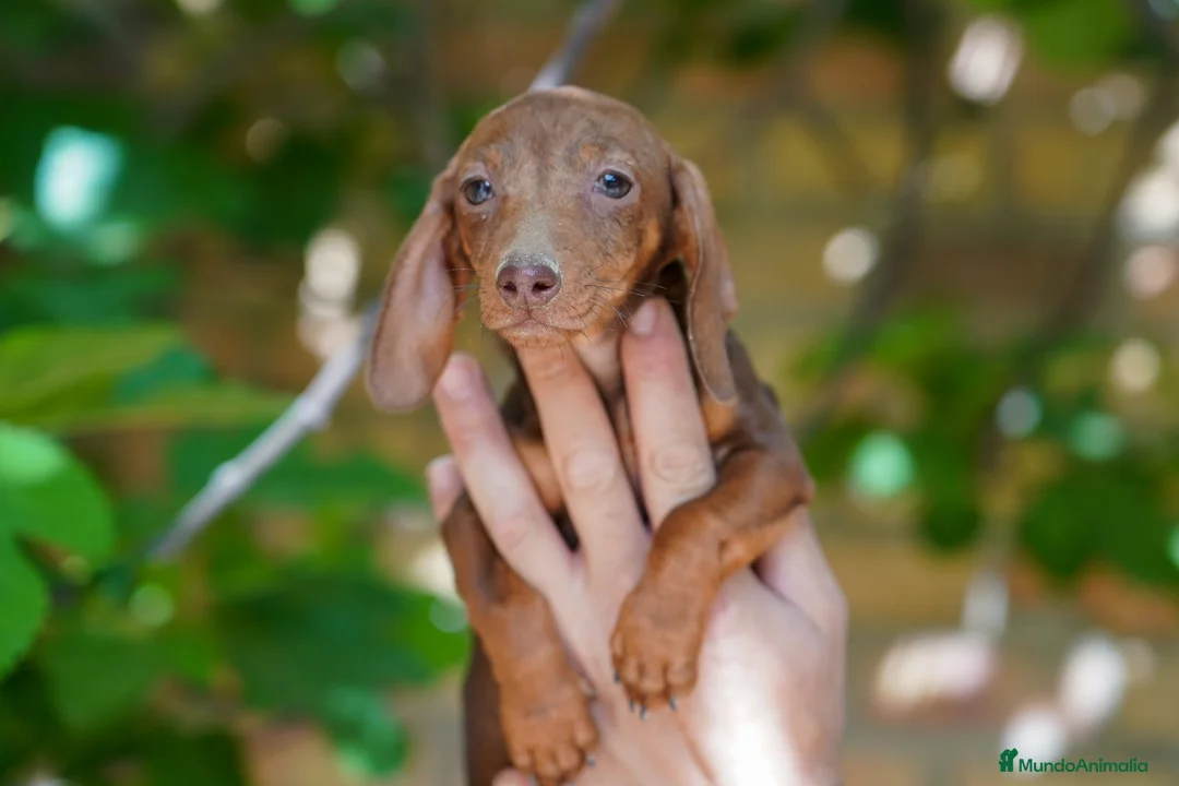 Teckel Miniatura perros en venta: Teckel Miniatura  - Anuncio 2