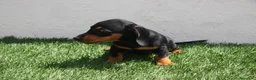 Teckel Miniatura perros en venta: Teckel Miniatura  - Anuncio 7