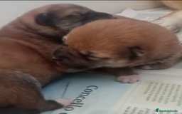 Shiba Inu perros en venta: SHIBA INU SELECCIÓN - Imagen 2