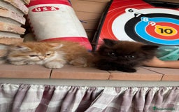 Persa gatos en venta: Macho y hembra Persa - Imagen 2