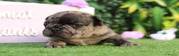 Bulldog Francés perros en venta: Preciosos bulldog francés  - Anuncio 5