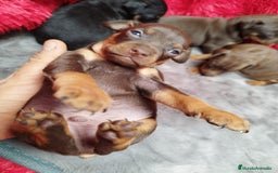 Pinscher Miniatura perros en venta: MINIPINCHER // ANDALUCÍA  - Anuncio 5