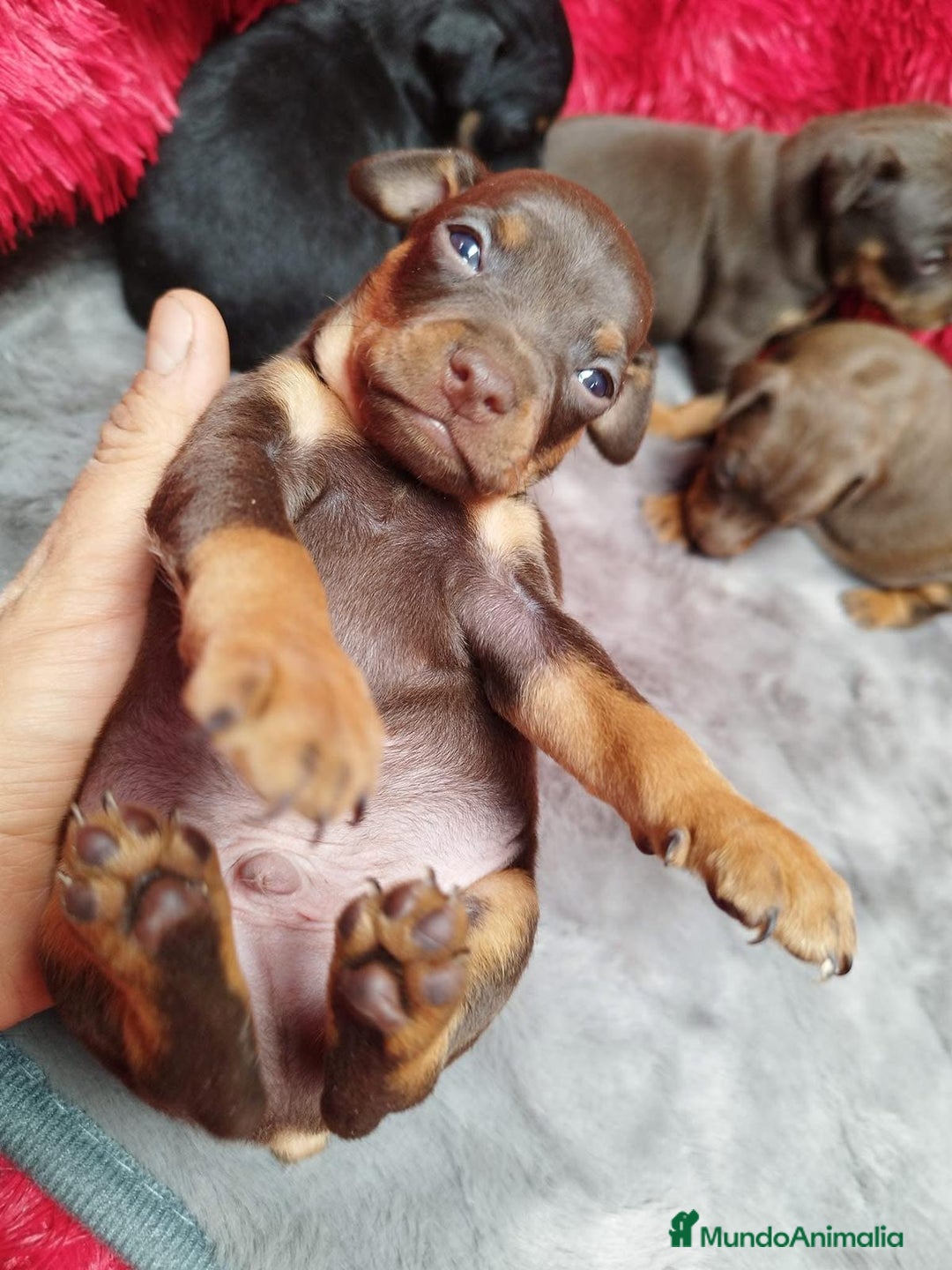 Pinscher Miniatura perros en venta: MINIPINCHER // ANDALUCÍA  - Anuncio 5