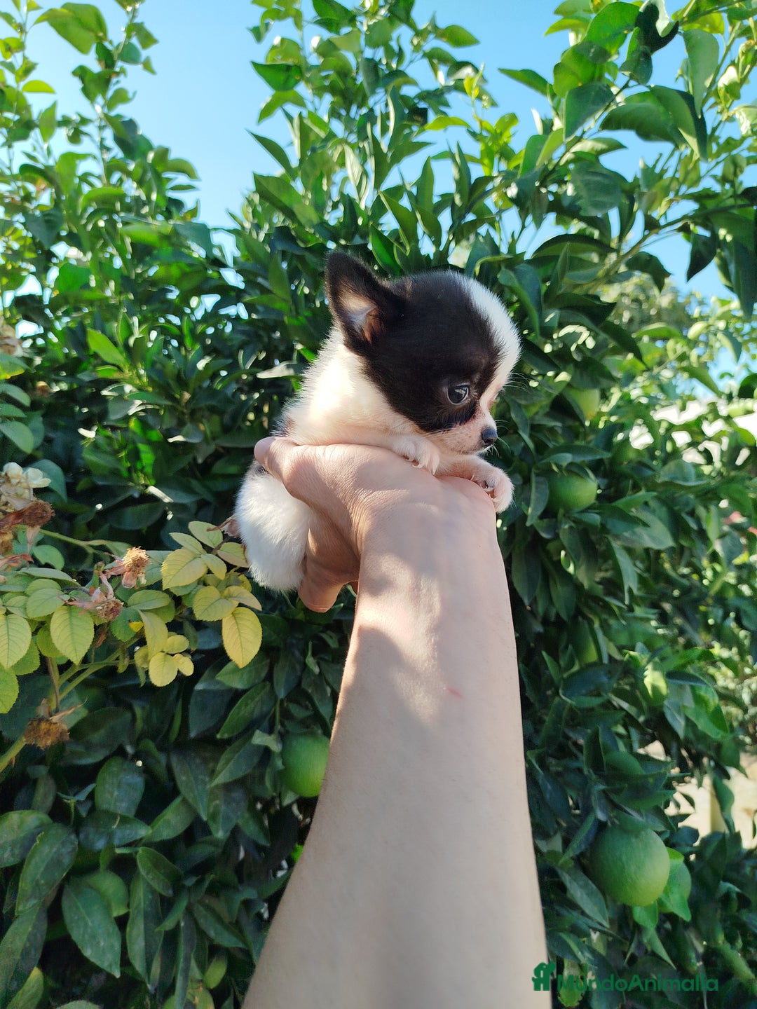 Chihuahua perros en venta: Chihuahua  - Imagen 1