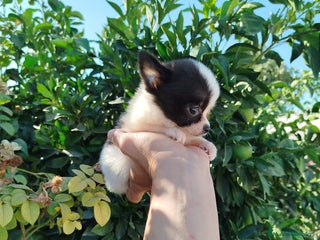 Chihuahua perros - Anuncio 10