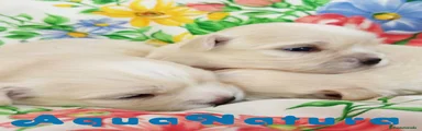 Bichón Habanero