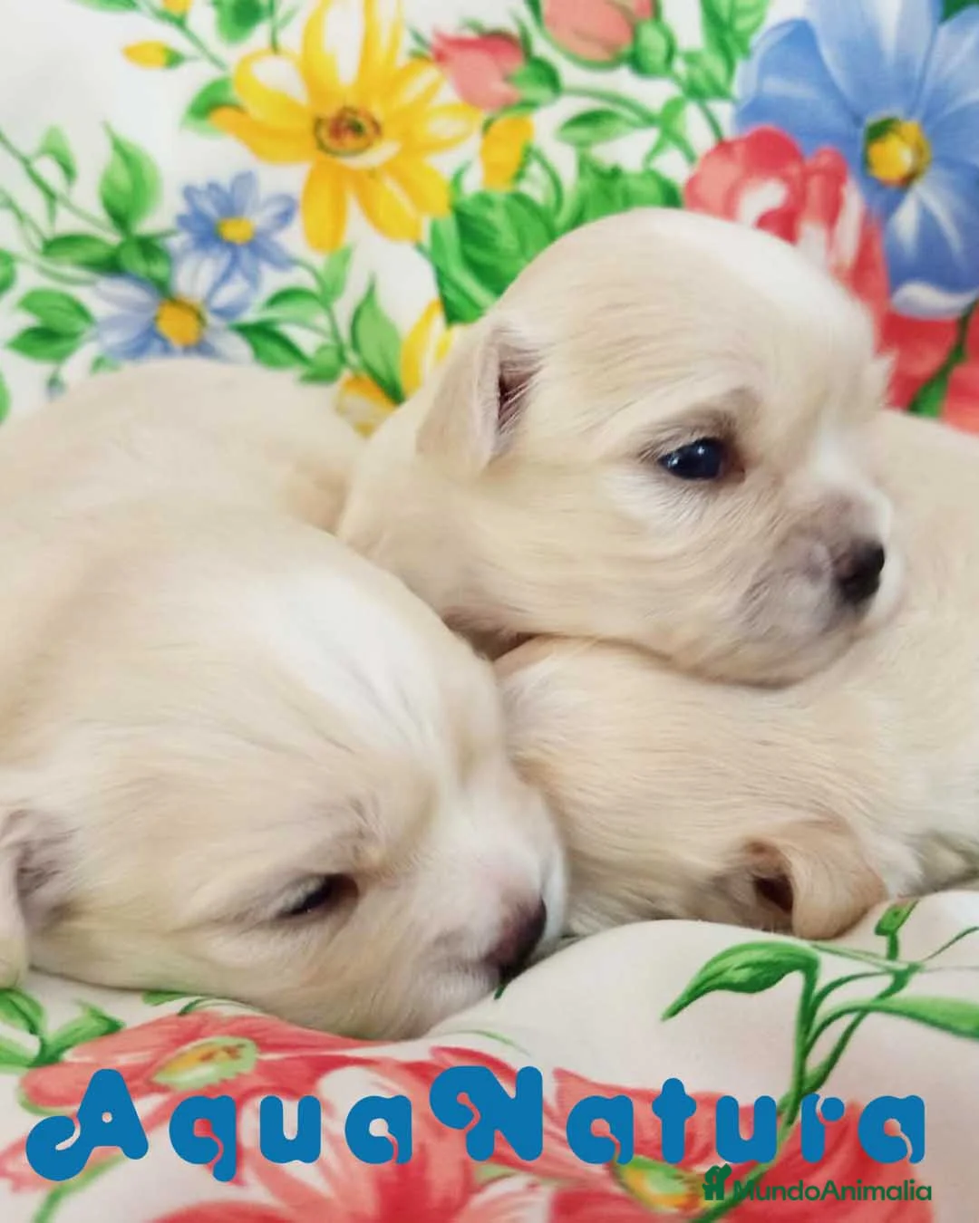 Bichón Habanero perros en venta: Camada Havapoo de Kis AQUANATURA en Barcelona - Anuncio 2