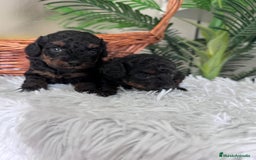 Caniche Toy perros en venta: CANICHE TOY HEMBRA - Imagen 10