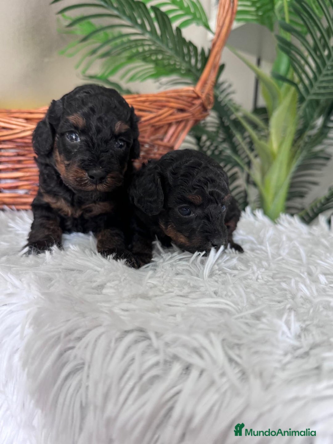 Caniche Toy perros en venta: CANICHE TOY HEMBRA - Imagen 10