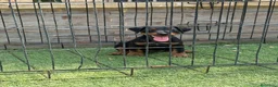 Terrier Alemán de Caza perros en venta: Cachorro Jagd terrier alemán  - Anuncio 2
