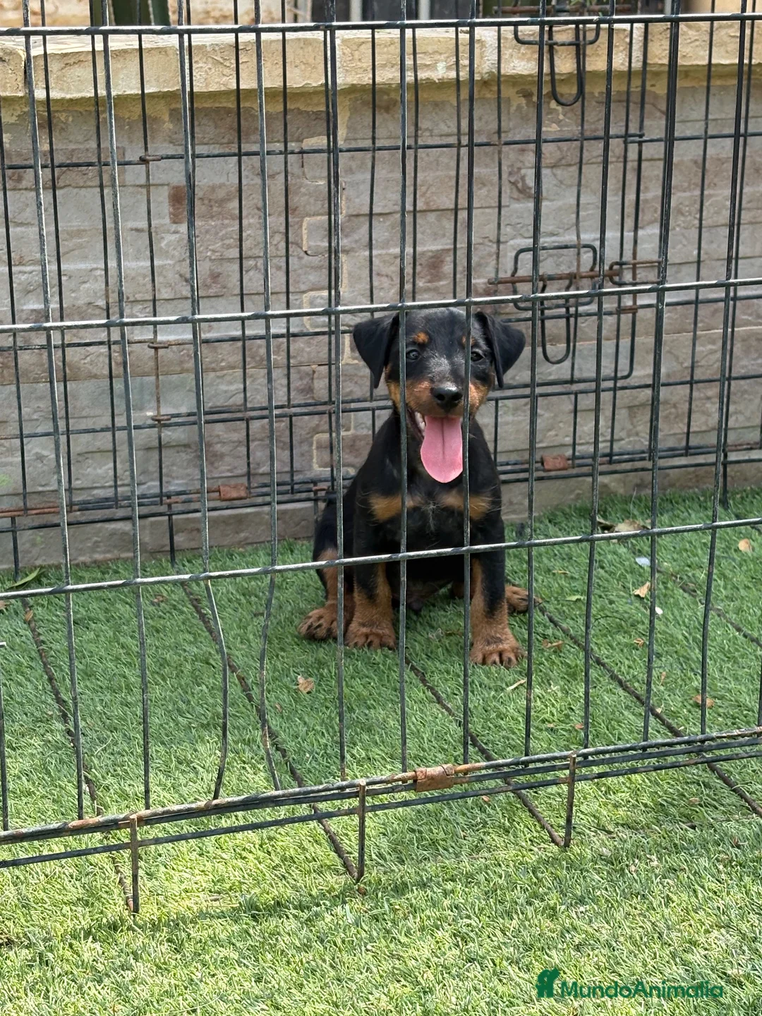 Terrier Alemán de Caza perros en venta: Cachorro Jagd terrier alemán  - Anuncio 2
