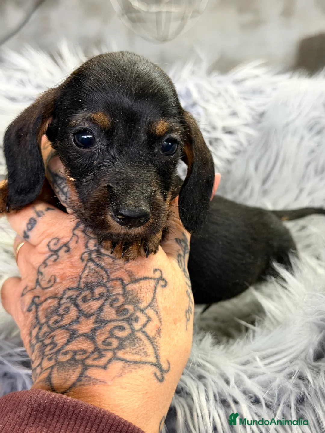 Teckel Miniatura perros en venta: Teckel Kaninchen pelo corto  - Anuncio 4