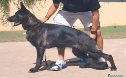 Pastor Alemán perros en venta: Hembra Pastor Alemán Negro - Imagen 5