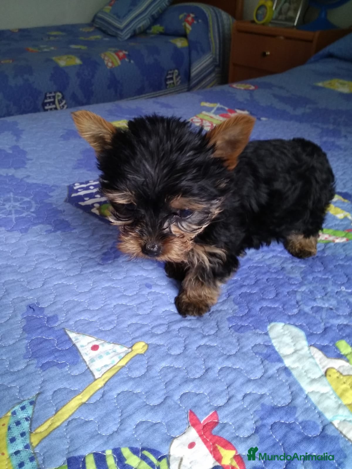 Yorkshire Terrier perros en venta: YORKSHIRE MINI  - Anuncio 3