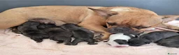 Bulldog Francés perros en venta: Bebés Bulldog Francés  - Anuncio 3