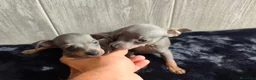 Ratón de Praga perros en venta: RATÓN DE PRAGA - Anuncio 3