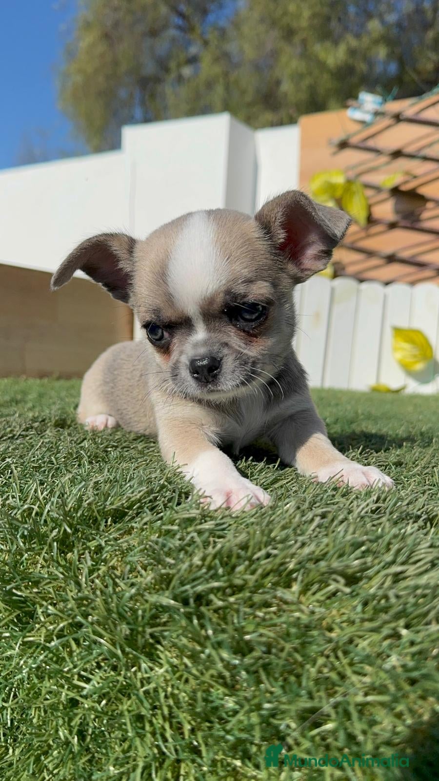 Chihuahua perros CHIHUAHUA  - Anuncio 3