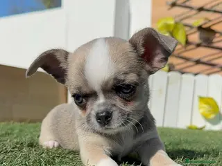 Chihuahua perros CHIHUAHUA - Anuncio 3