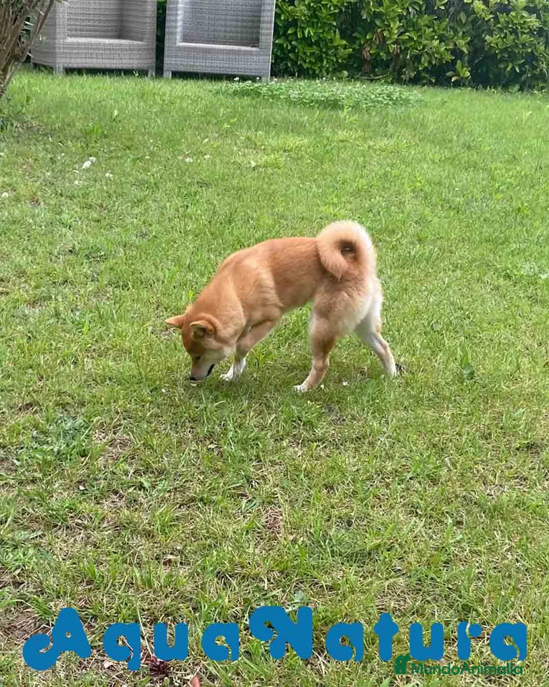 Shiba Inu perros en venta: Shiba Inu Hembra de Mar y Silvio 5285 en Barcelona - Anuncio 4