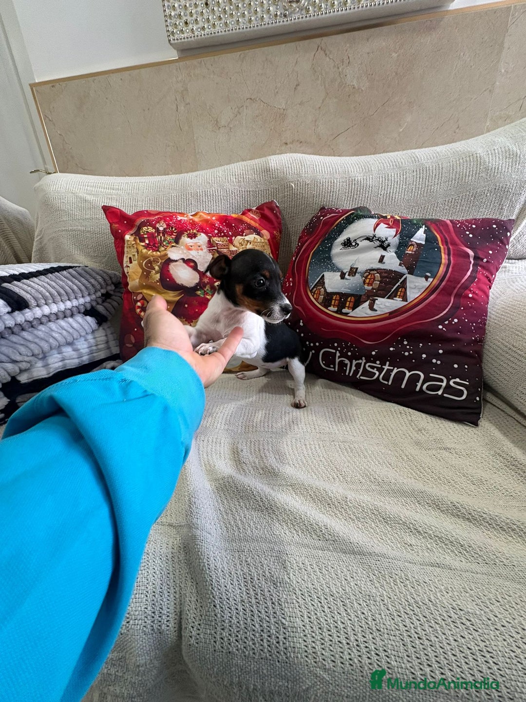 Jack Russell Terrier perros en venta: Jack Russell  - Anuncio 9