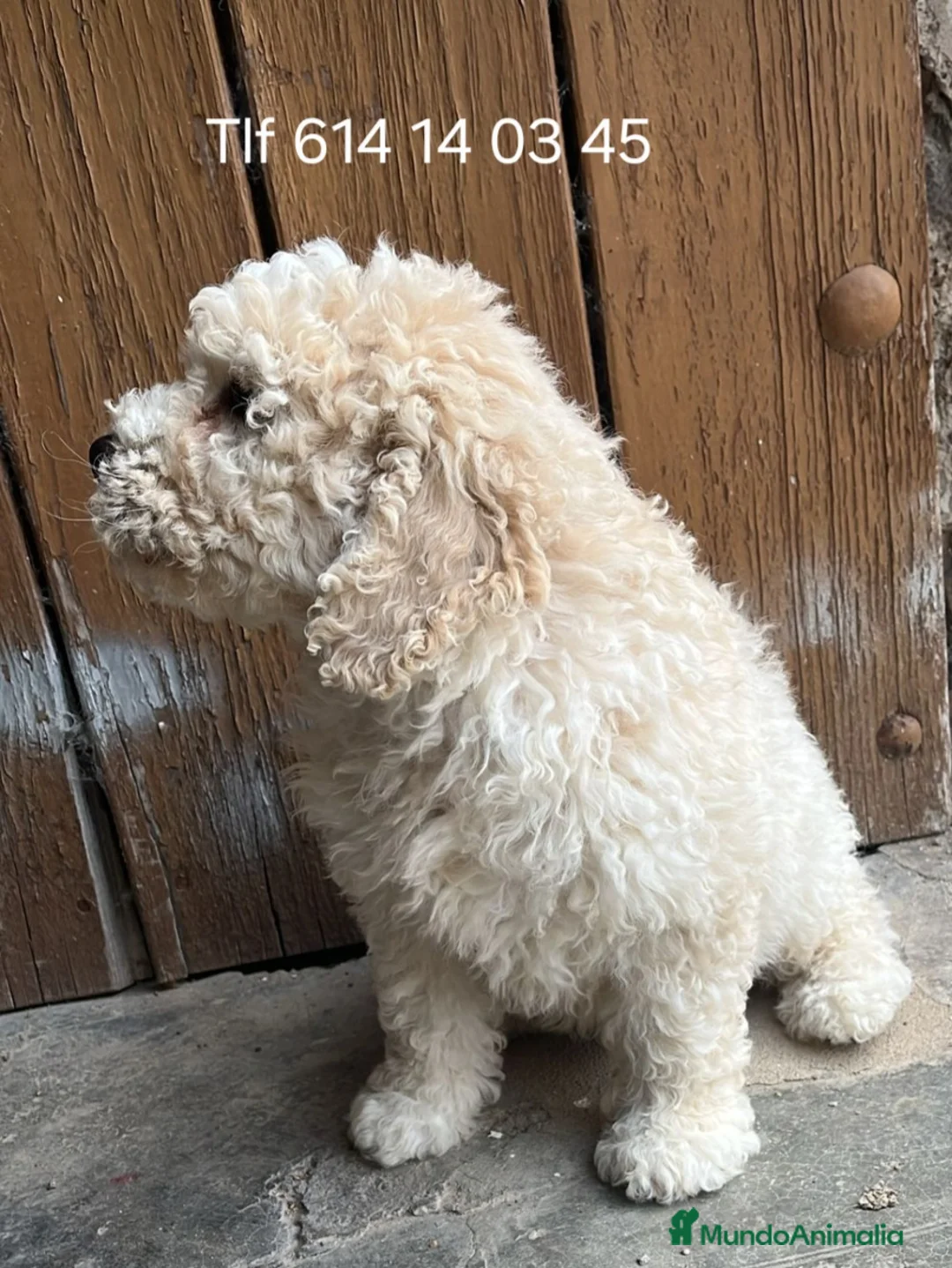 Perro de Agua Español perros en venta: Excelente cachorro perro de agua  - Anuncio 1