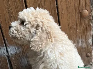 Perro de Agua Español perros Excelente cachorro perro de agua - Anuncio 4