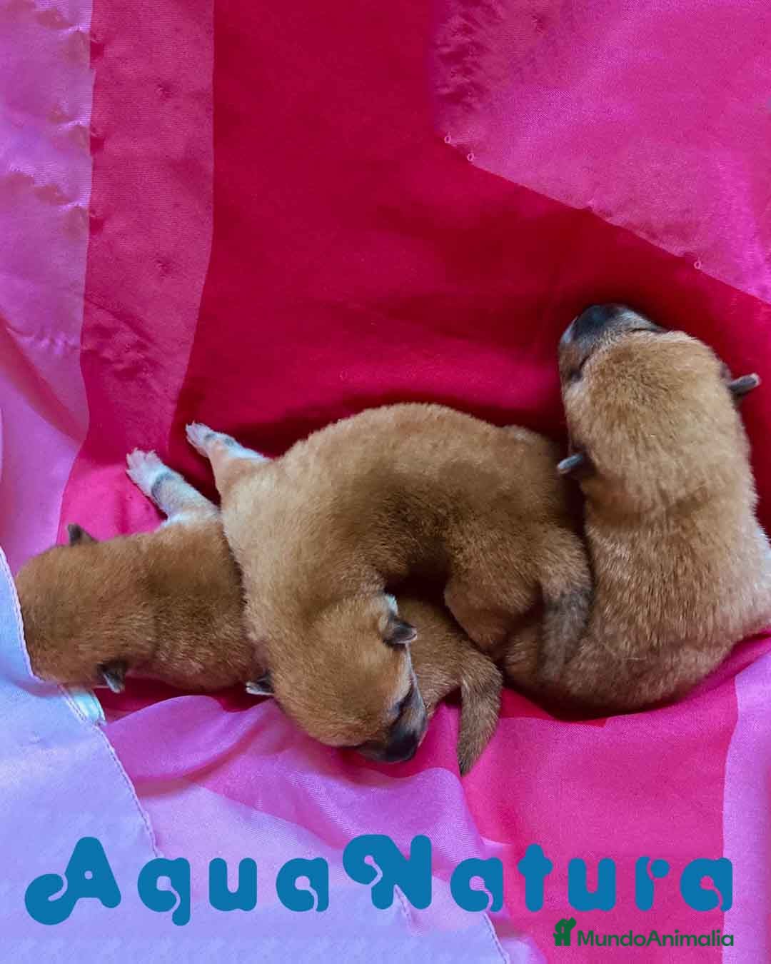 Shiba Inu perros  Camada Shiba Inu de Maya y Silvio AQUANATURA en Barcelona - Anuncio 2