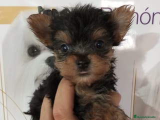 Yorkshire Terrier perros Yorkshire miniaturas en Badajoz - Anuncio 32