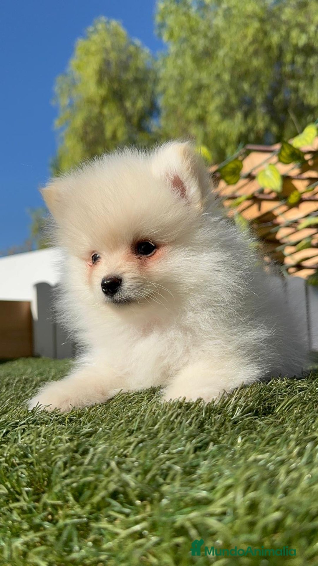 Pomerania perros en venta: POMERANIA - Imagen 4