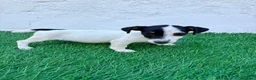 Jack Russell Terrier perros en venta: Jack Russell  - Anuncio 12