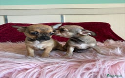 Chihuahua perros en venta: Cachorros de chihuahua - Imagen 4