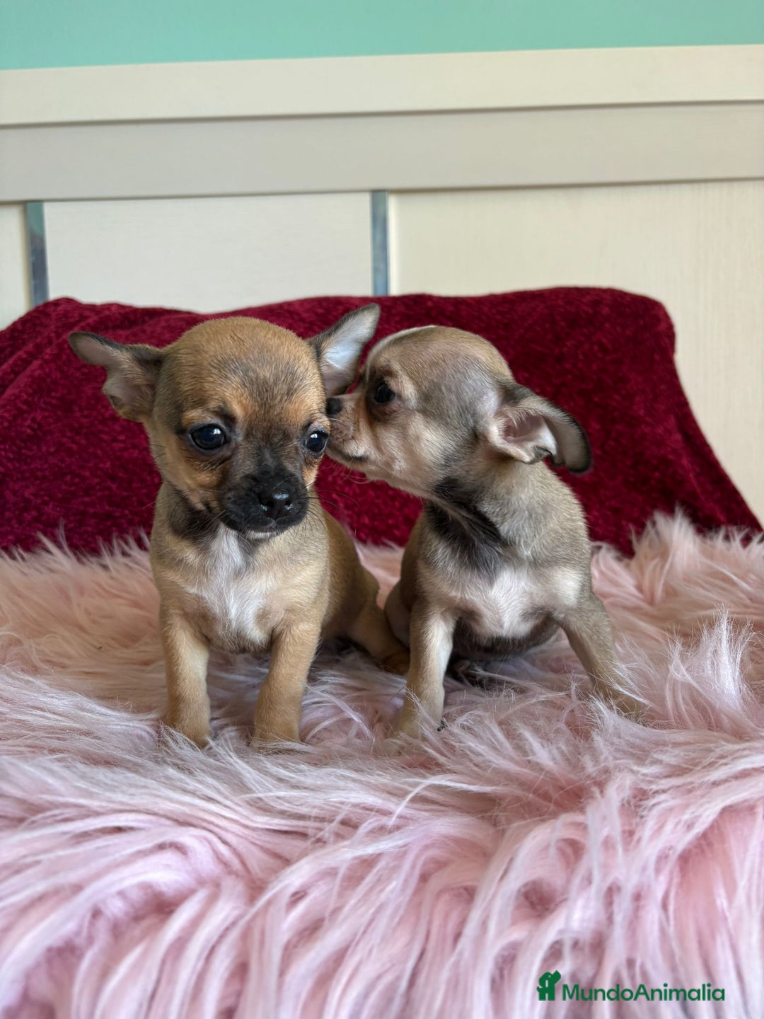 Chihuahua perros en venta: Cachorros de chihuahua - Imagen 4