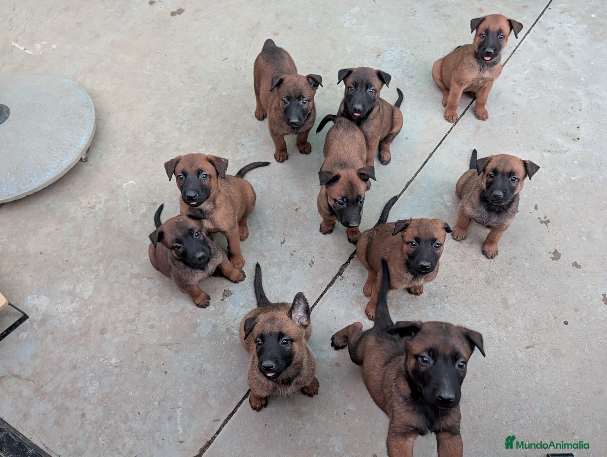 Pastor Belga Malinois perros Cachorros pastor belga Malinois  - Anuncio 1