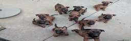 Pastor Belga Malinois perros en venta: Cachorros pastor belga Malinois  - Anuncio 1