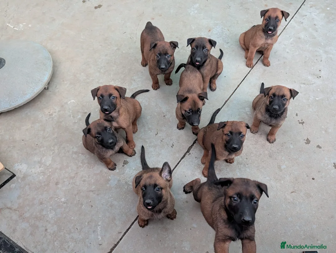 Pastor Belga Malinois perros en venta: Cachorros pastor belga Malinois  - Anuncio 1