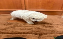 Caniche Toy perros en venta: Caniche toy blanca - Imagen 11