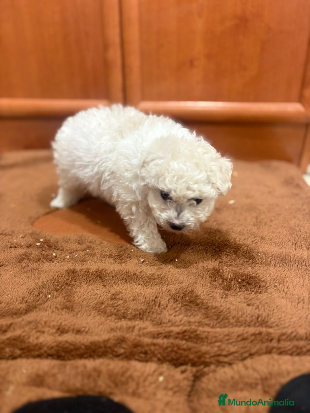Caniche Toy perros en venta: Caniche toy blanca - Imagen 11
