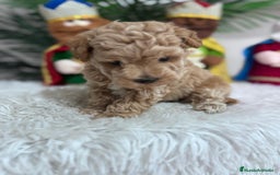 Caniche Toy perros en venta: CANICHE TOY - Anuncio 7