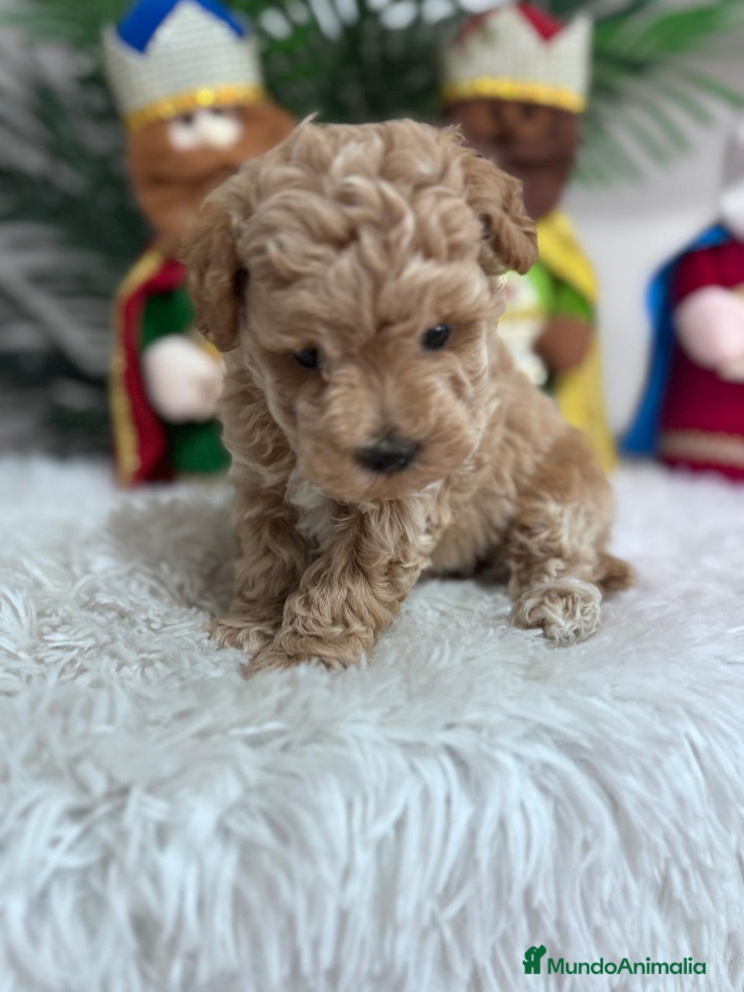 Caniche Toy perros en venta: CANICHE TOY - Anuncio 7