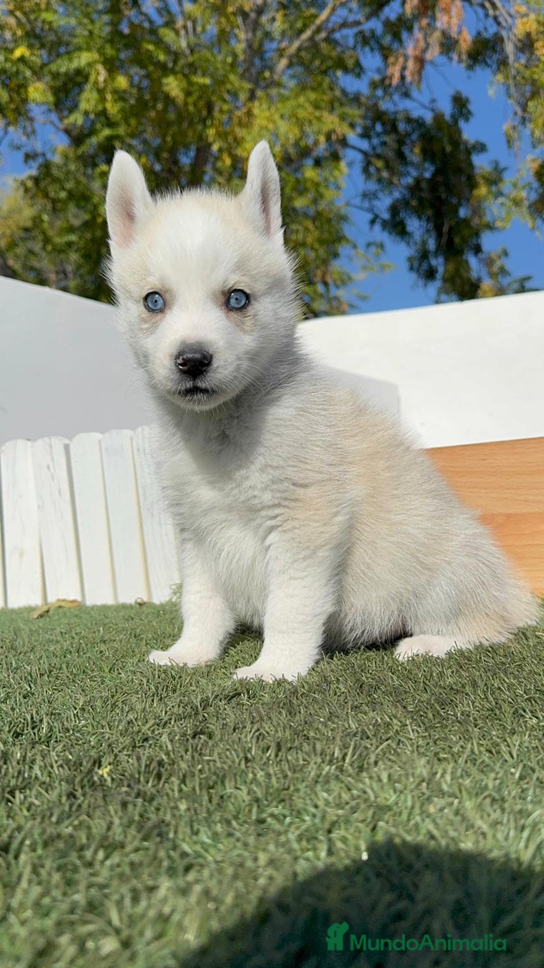 Husky Siberiano perros en venta: HUSKY  - Anuncio 13
