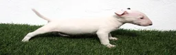 Bull Terrier perros en venta: Bull Terrier  - Anuncio 10